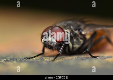 Mouche d'automne (Musca automnalis) Banque D'Images