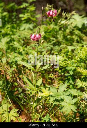 Lilium martagon, le nénuphars ou le nénuphars de Turk dans la réserve naturelle de Rila, montagne de Rila, Bulgarie, Europe Banque D'Images