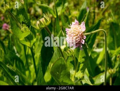 Veuve Flower ou Knautia midzorensis dans son habitat naturel, Réserve naturelle et parc national de Rila, montagne de Rila, Bulgarie, Europe. Banque D'Images