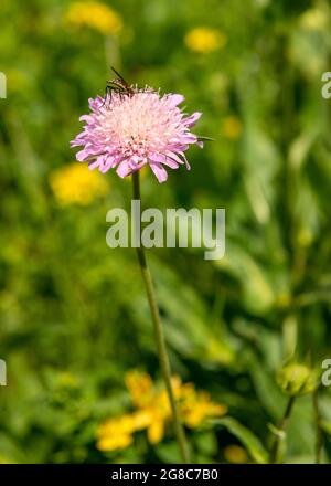 Veuve Flower ou Knautia midzorensis dans son habitat naturel, Réserve naturelle et parc national de Rila, montagne de Rila, Bulgarie, Europe. Banque D'Images