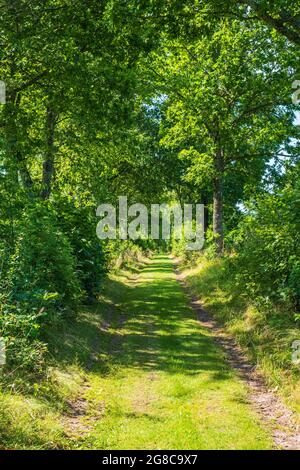 Route de terre à travers une forêt à feuilles caduques en été Banque D'Images