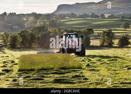 Haymaking, Austwick, Yorkshire du Nord. Couper l'herbe dans un pré de foin dans le parc national de Yorkshire Dales. Banque D'Images