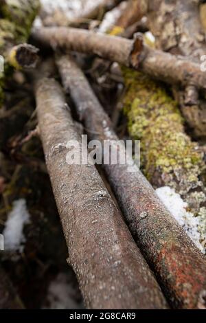 Une pile d'arbres coupés recouverts de givre. Début du printemps. Banque D'Images