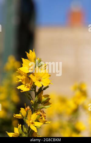 Loosestrife 'Lysimachia vulgaris' fleurit en plein soleil avec une clôture de mise au point douce et le ciel en arrière-plan Banque D'Images