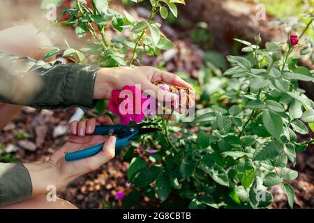 Femme mort sèche passé anglais rosé hanches dans le jardin d'été. Jardinier coupant des fleurs sauvages avec un sécateur. William shakespeare rose par David Aus Banque D'Images