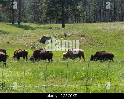 Bisons paître dans une ferme en été Banque D'Images