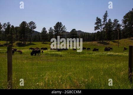 Bisons paître dans une ferme en été Banque D'Images