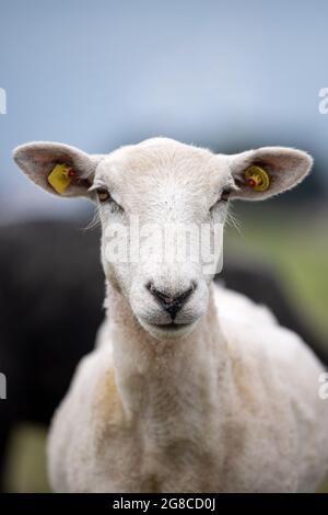 Brême, Allemagne. 19 juillet 2021. Un mouton se tient sur la digue à côté du Weser. Les mouflons de digue sont importants pour la protection contre les inondations dans le nord. Credit: Sina Schuldt/dpa/Alay Live News Banque D'Images