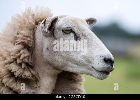 Brême, Allemagne. 19 juillet 2021. Un mouton se tient sur la digue à côté du Weser. Les mouflons de digue sont importants pour la protection contre les inondations dans le nord. Credit: Sina Schuldt/dpa/Alay Live News Banque D'Images