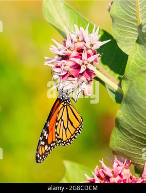 Un papillon monarque souille le nectar d'une fleur de laitoued. Banque D'Images