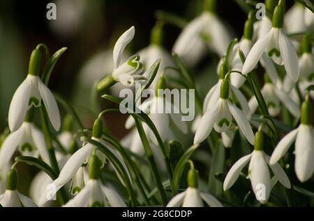 Fleurs Snowdrop Banque D'Images