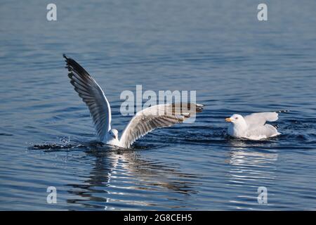 Le mouette a atterri Banque D'Images