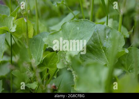 Feuilles de l'ostrére française, nom latin - Rumex scutatus Banque D'Images