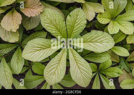 Rodgersia aesculifolia plante dans le jardin, rodgersia à feuilles de châtaignier Banque D'Images