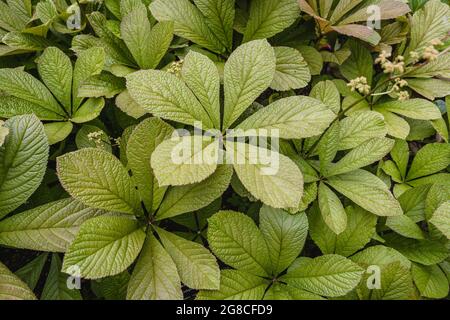 Rodgersia aesculifolia plante dans le jardin, rodgersia à feuilles de châtaignier Banque D'Images