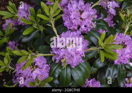 Fleurs de Rhododendron dans le jardin, variété de Cunninghams blanc Banque D'Images