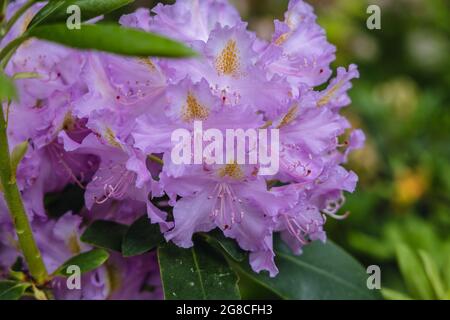 Fleurs de Rhododendron dans le jardin, variété de Cunninghams blanc Banque D'Images