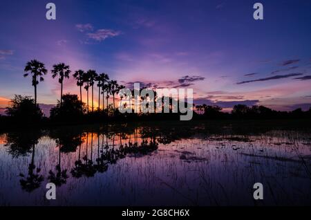 La silhouette de l'palmiers toddy ou sucre de palme dans le domaine avec le ciel couleur de fond après le coucher du soleil Banque D'Images