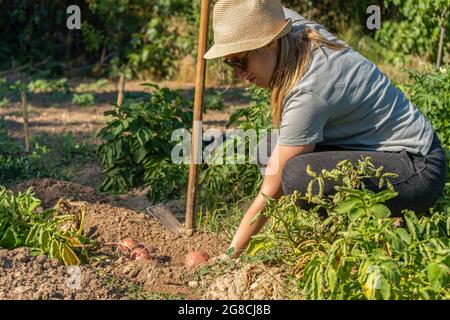 Jeune agriculteur femme récolte des pommes de terre au champ Banque D'Images