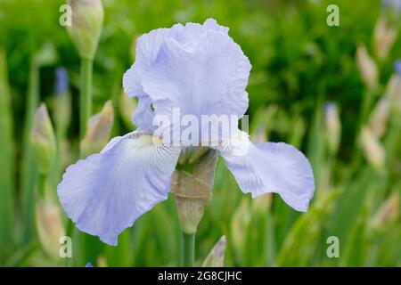 Iris 'Jane Phillips', un grand iris barbu, affichant des fleurs bleu clair caractéristiques. ROYAUME-UNI Banque D'Images