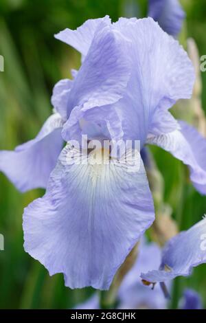 Iris 'Jane Phillips', un grand iris barbu, affichant des fleurs bleu clair caractéristiques. ROYAUME-UNI Banque D'Images