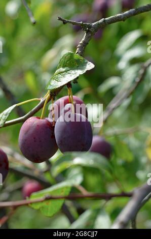 Trois prunes pourpres mûres sont suspendues sur une branche avec un beau bokeh en arrière-plan Banque D'Images