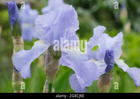 Iris 'Jane Phillips', un grand iris barbu, affichant des fleurs bleu clair caractéristiques. ROYAUME-UNI Banque D'Images
