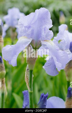 Iris 'Jane Phillips', un grand iris barbu, affichant des fleurs bleu clair caractéristiques. ROYAUME-UNI Banque D'Images