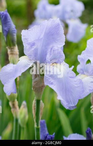 Iris 'Jane Phillips', un grand iris barbu, affichant des fleurs bleu clair caractéristiques. ROYAUME-UNI Banque D'Images