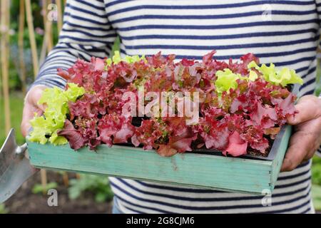 Plantation de plantules de laitue - Lactuca sativa 'Lollo Rossa', une coupe et de revenir classique. Banque D'Images