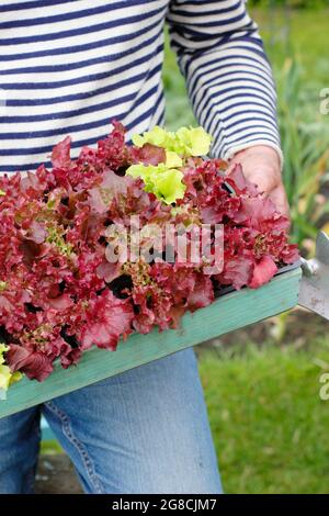 Culture de la laitue. Plantation de plantules de laitue - Lactuca sativa 'Lollo Rossa', une coupe et de revenir classique. Banque D'Images