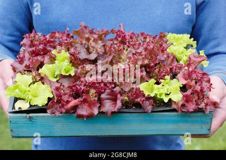 Culture de la laitue. Plantation de plantules de laitue - Lactuca sativa 'Lollo Rossa', une coupe et de revenir classique. Banque D'Images