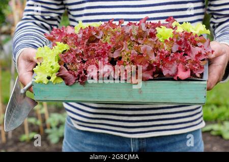 Culture de la laitue. Plantation de plantules de laitue - Lactuca sativa 'Lollo Rossa', une coupe et de revenir classique. Banque D'Images