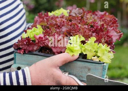 Culture de la laitue. Plantation de plantules de laitue - Lactuca sativa 'Lollo Rossa', une coupe et de revenir classique. Banque D'Images