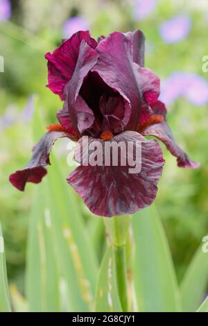 Iris 'Langport Wren', un iris à barbe intermédiaire, présentant des fleurs bordeaux profondes caractéristiques. ROYAUME-UNI Banque D'Images