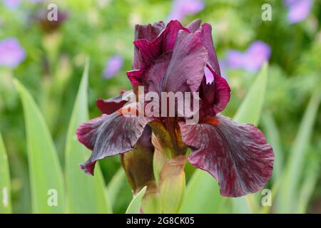 Iris 'Langport Wren', un iris à barbe intermédiaire, présentant des fleurs bordeaux profondes caractéristiques. ROYAUME-UNI Banque D'Images