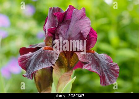 Iris 'Langport Wren', un iris à barbe intermédiaire, présentant des fleurs bordeaux profondes caractéristiques. ROYAUME-UNI Banque D'Images