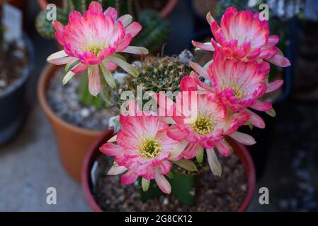 Vue sur les magnifiques fleurs de cactus en pot de fleurs de lobivia rose Banque D'Images