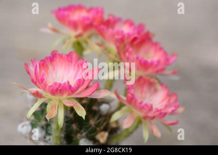 Vue rapprochée de la belle lobivia rose bit cactus fleur pot de fleur Banque D'Images