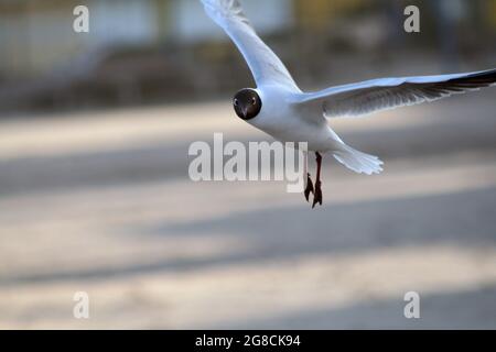Les mouettes volent à la recherche de nourriture sur la plage Banque D'Images