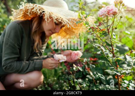 La femme jardinière sent la rose Abraham Darby fleurir dans le jardin d'été. Anglais David Austin sélection roses fleurs. Banque D'Images