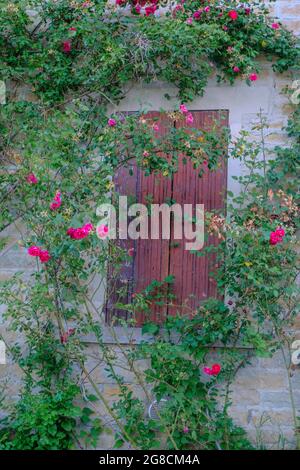 Volets de fenêtre en bois sur le mur en pierre de la maison couverte de fleurs de rosiers rouges et de broussailles. Arrière-plan naturel Banque D'Images