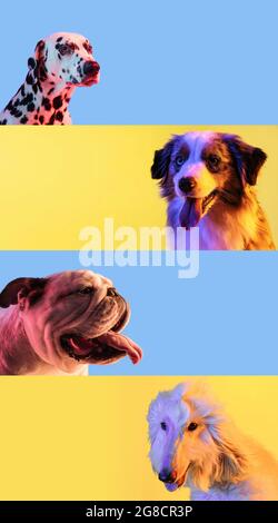 Quatre chiens de race différente, isolés sur fond bleu clair et jaune dans des lumières néon. Collage Banque D'Images