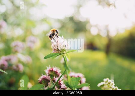 gros plan d'une abeille assise sur une fleur un jour d'été avec un bokeh doux et des reflets soufflés Banque D'Images
