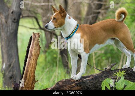 Brave chien Basenji mûr regardant vers l'avant en se tenant sur une branche d'arbre au printemps Banque D'Images