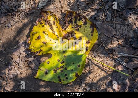 En regardant vers le bas sur une feuille de tulipe plate tombée sur le sol vert tournant jaune vif flatté de trous lors d'une journée ensoleillée en automne Banque D'Images