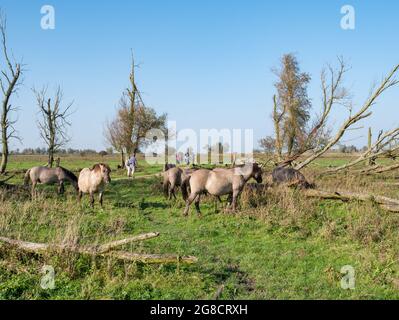 Le pâturage troupeau de chevaux konik et personnes marchant en réserve naturelle Oostvaardersplassen, Flevoland, Pays-Bas Banque D'Images