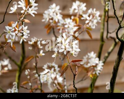 Myrtille ou mespilus neigeux, Amelanchier lamarkii, feuilles brun rougeâtre et fleurs blanches au printemps, pays-Bas Banque D'Images