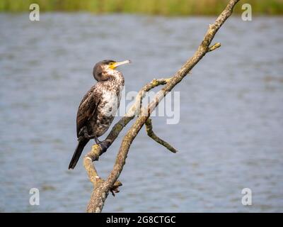 Grand cormoran, Phalacrocorax carbo, vue latérale perchée sur la branche au lac d'eau douce, pays-Bas Banque D'Images