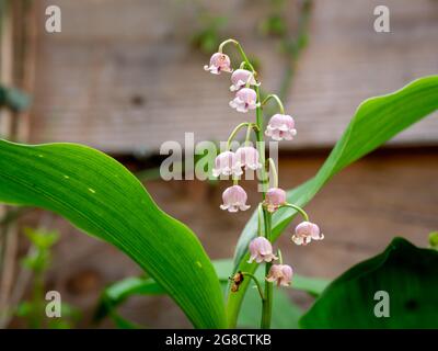 Lily de la vallée, Convallaria majalis rosea, gros plan de fleurs roses en forme de cloche dans le jardin au printemps, pays-Bas Banque D'Images